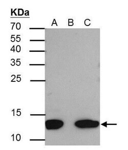 Histone H4, ac Lys8 Antibody, Novus Biologicals 0.1mL:Antibodies, Polyclonal